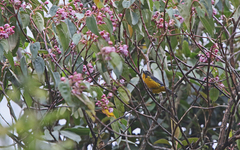 Anisognathus lacrymosus