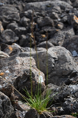 Deschampsia cespitosa glauca