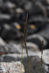 Deschampsia cespitosa glauca