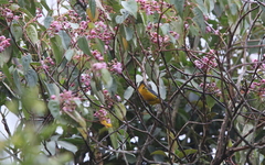 Anisognathus lacrymosus