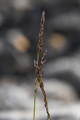 Deschampsia cespitosa glauca