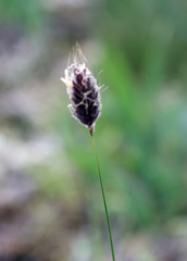 Alopecurus vaginatus
