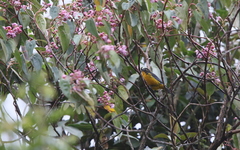 Anisognathus lacrymosus