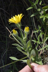 Heterotheca camporum