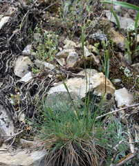 Alopecurus vaginatus