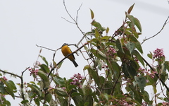 Anisognathus lacrymosus