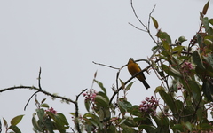 Anisognathus lacrymosus