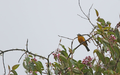 Anisognathus lacrymosus