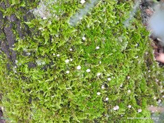 Phloeomana alba