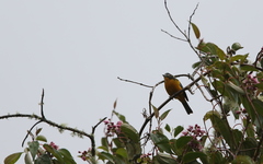 Anisognathus lacrymosus