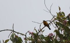 Anisognathus lacrymosus