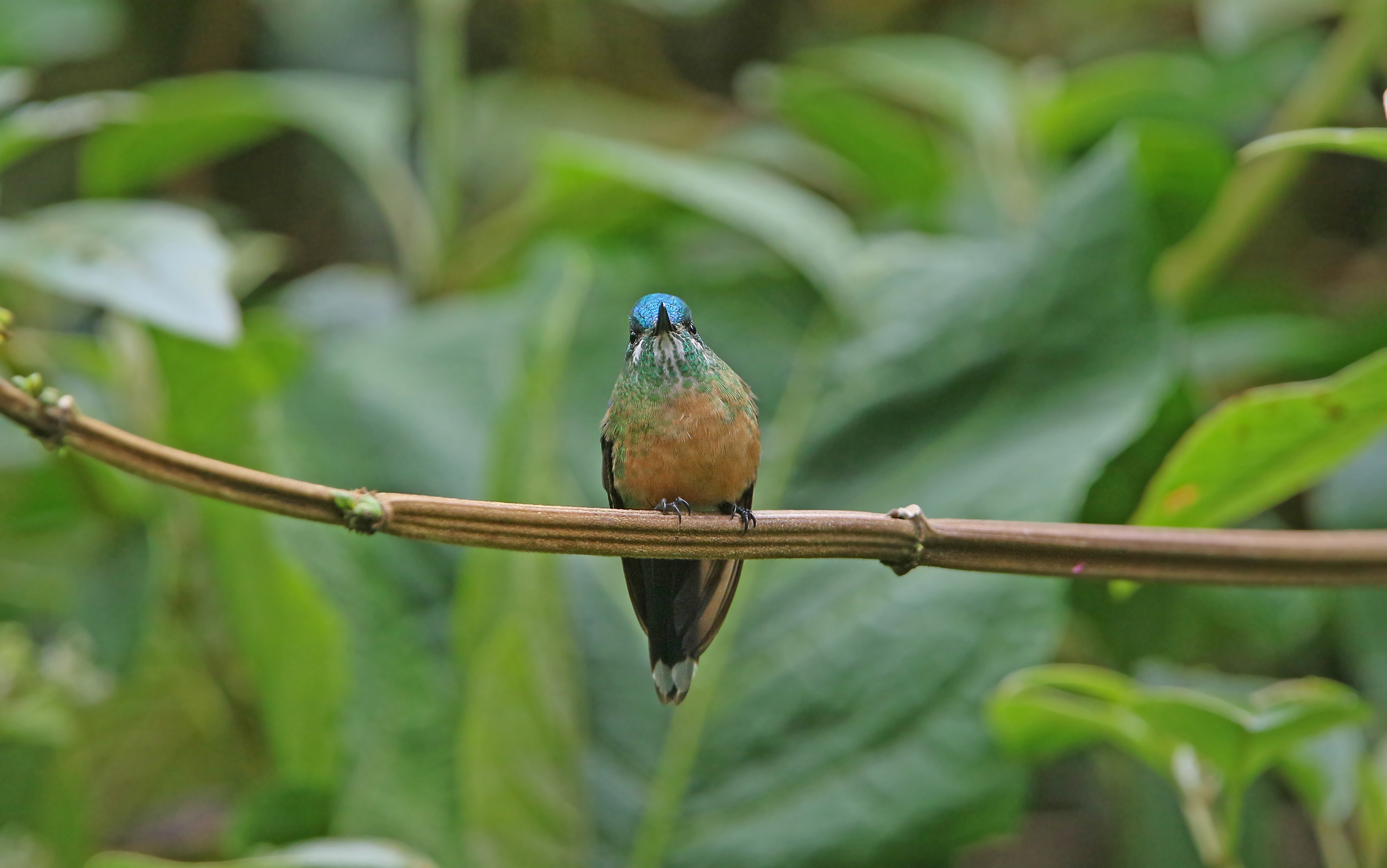 Long-tailed Sylph illustration