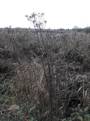 Sonchus palustris