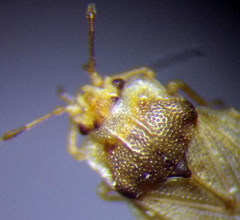 Piesma maculatum