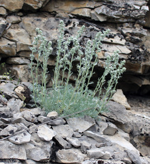 Artemisia alpina