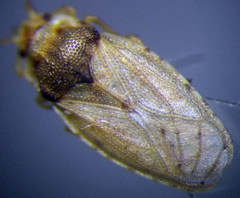Piesma maculatum