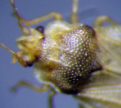 Piesma maculatum
