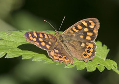 Pararge aegeria