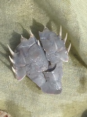 Blepharipoda occidentalis