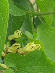 Riocreuxia polyantha