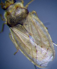 Piesma maculatum