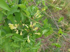 Riocreuxia polyantha