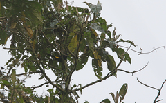 Cacicus chrysonotus