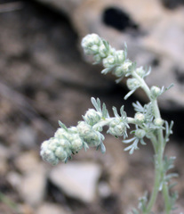 Artemisia alpina