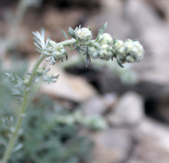 Artemisia alpina