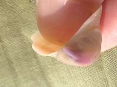 Crepidula norrisiarum