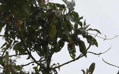Cacicus chrysonotus
