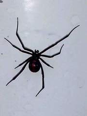 Latrodectus mactans