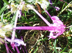 Ipomopsis macrosiphon