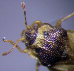 Piesma maculatum
