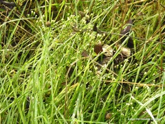 Mantisalca salmantica