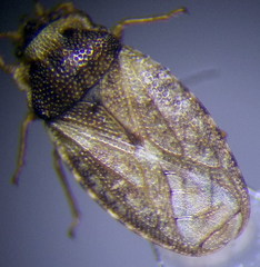 Piesma maculatum