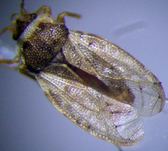 Piesma maculatum