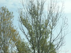 Populus alba