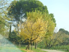 Morus alba