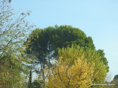 Pinus halepensis