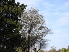 Robinia pseudoacacia