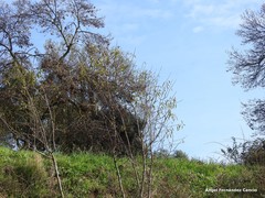 Prunus amygdalus