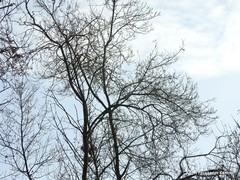 Fraxinus angustifolia
