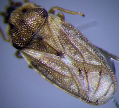Piesma maculatum