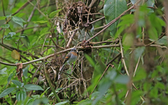 Ochthoeca rufipectoralis