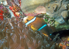 Amphiprion tricinctus