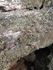 Image of Cladonia crispata