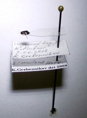 Piezocranum simulans