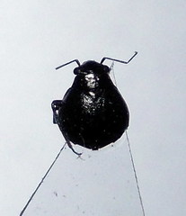 Piezocranum simulans