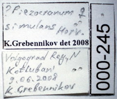 Piezocranum simulans